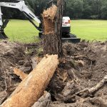 Stump Removal