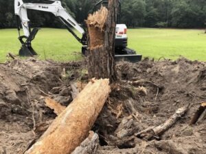Tree up to 12” and stump removal, or on-site burning